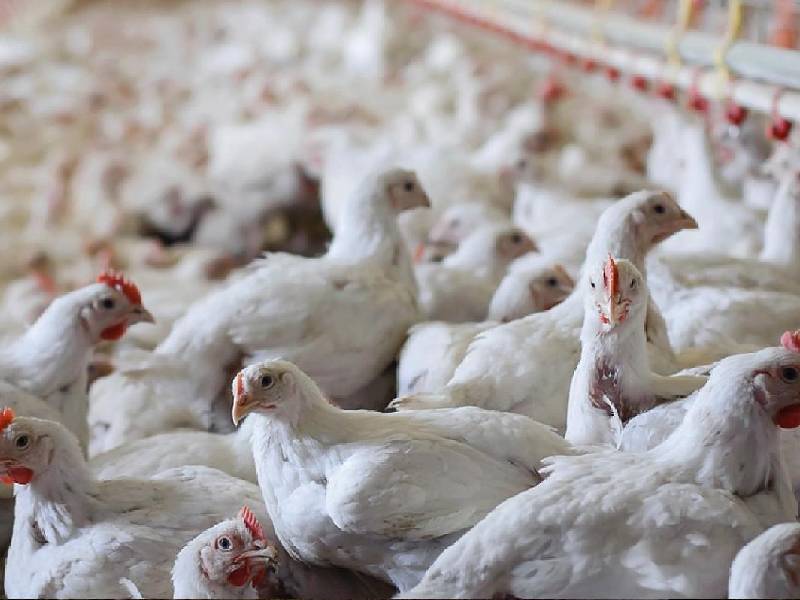 De regreso, pollos provenientes de la entidad que iban a Q. Roo