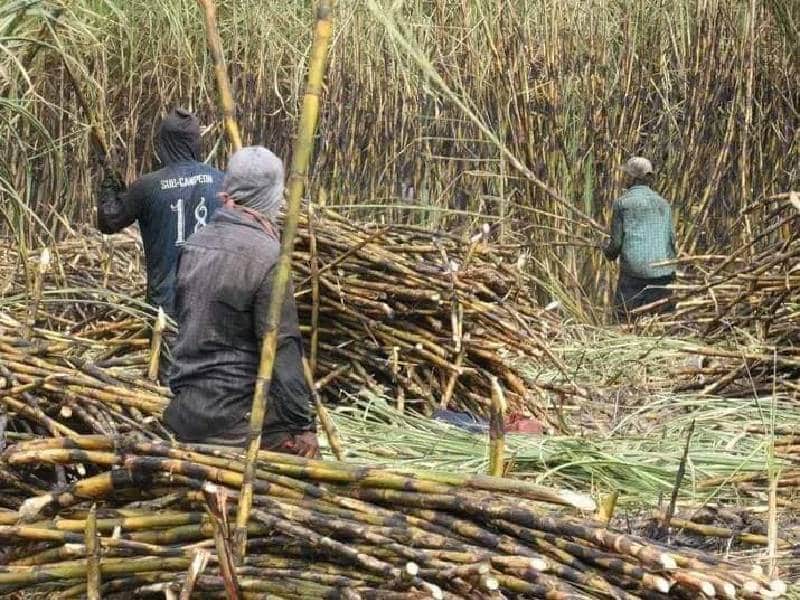 Arranca la Zafra 2022-2023