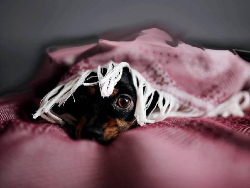 Las mascotas, severamente afectadas con la pirotecnia