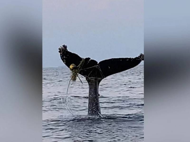 Salvan a ballena de red de pesca