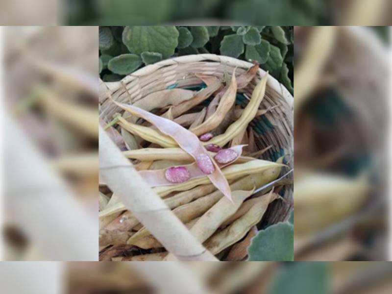 Productores de frijol de autoconsumo afectados por las bajas temperaturas en Quintana Roo