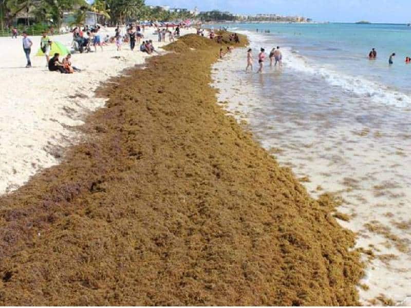 Se preparan para recale del sargazo en 2023