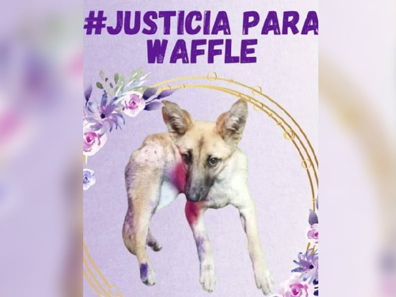 waflle