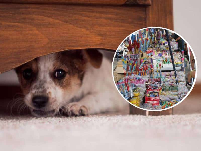 Mascotas la más afectados por la pirotecnia