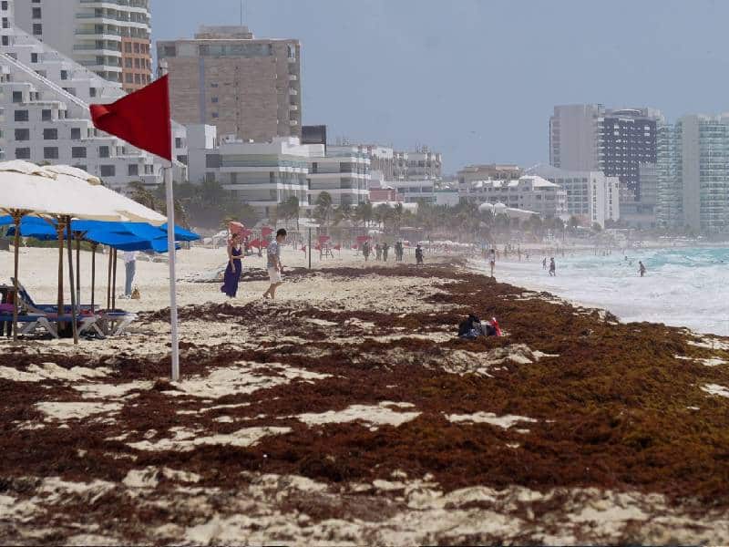 Exhorta IP a trabajar desde ahora en estrategia contra sargazo