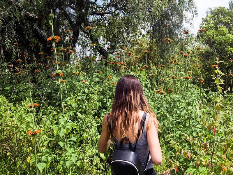 Ejidatarios de Lázaro Cárdenas piden al INAH rescate de murales mayas afectados por la vegetación