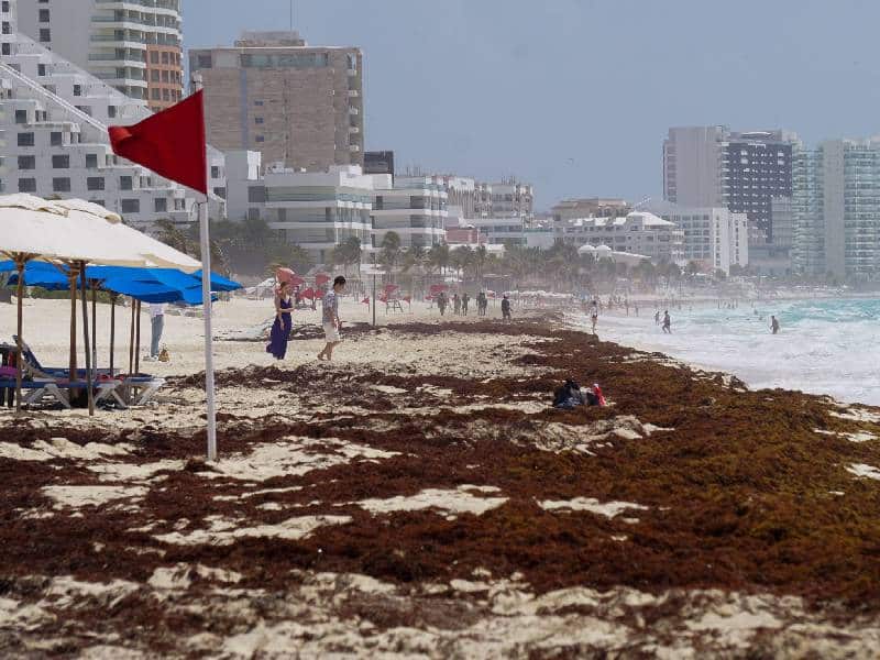 Piden prevenir la próxima temporada de sargazo