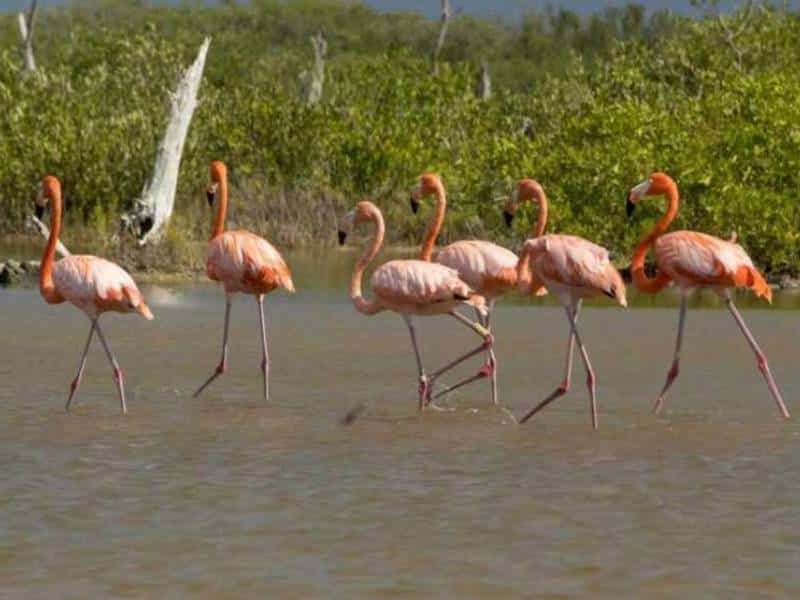 Registran en Cozumel la presencia de flamenco anillado en la Biósfera Ría Lagartos