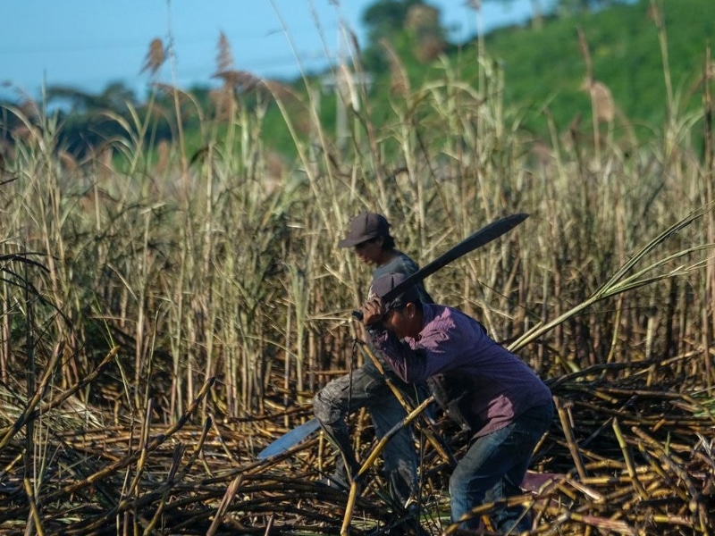 Baja producción al comenzar la temporada de zafra a causa de la lluvia