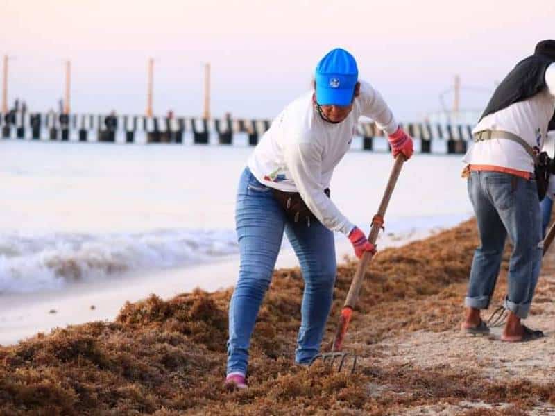 Libres de sargazo, 9.4% de las playas