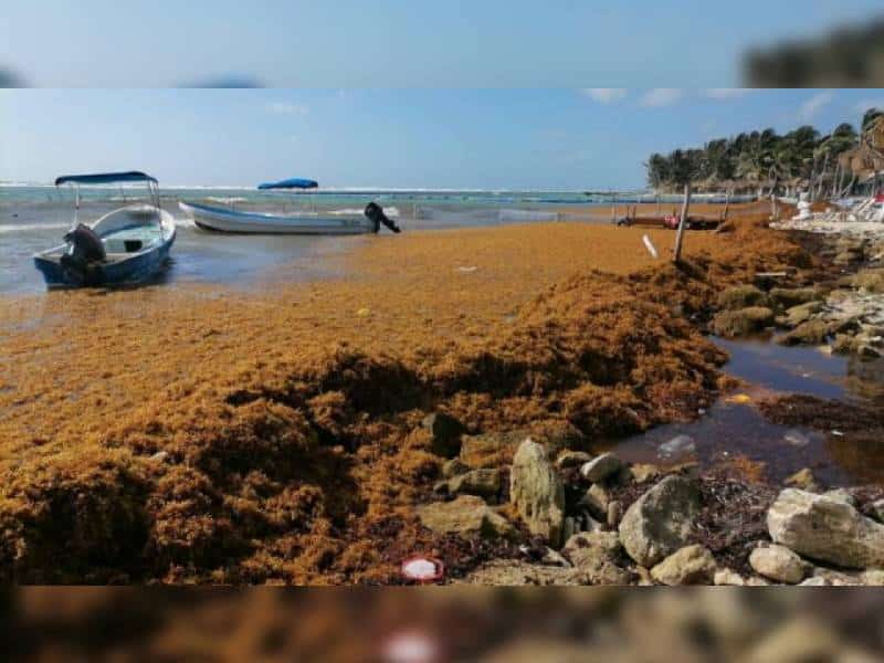 Reportan arribo de sargazo a costas de Mahahual