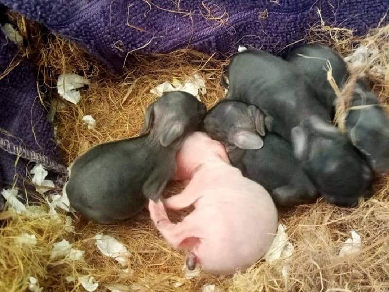 Conservacionista rescatan y devuelven a su hábitat a especies silvestres en Lázaro Cárdenas