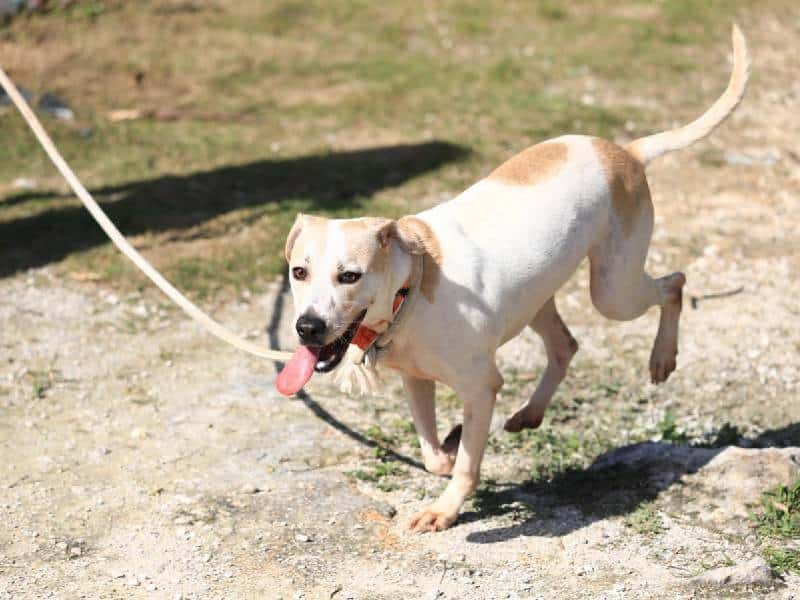 Promueven la adopción canina en el municipio de Solidaridad