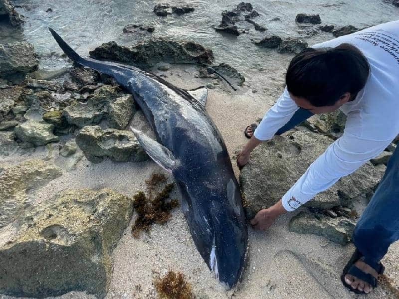 Fundación de Cozumel rescató en el 2022 cerca de 100 animales silvestres en riesgo