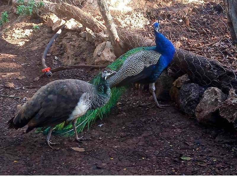 Activista fomenta turismo en Lázaro Cárdenas con su amor por los animales