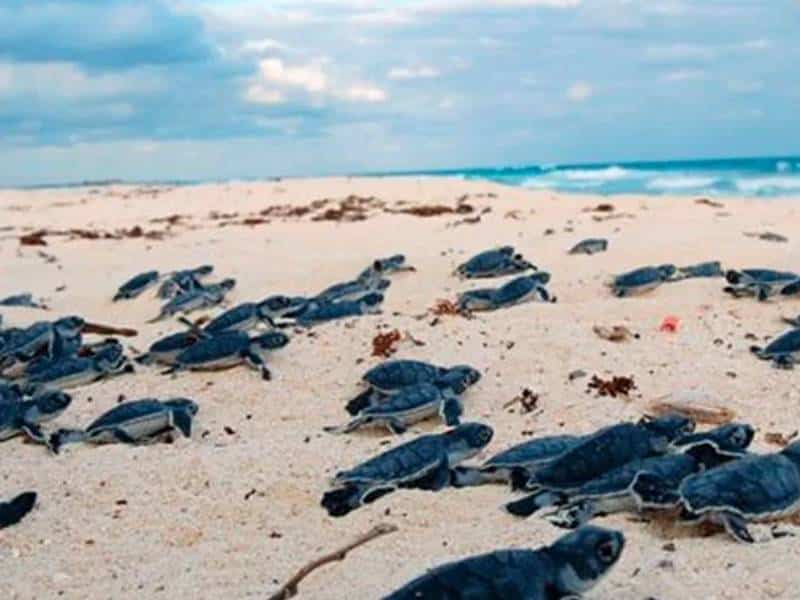 Inyectarán 1.4 mdp a campamentos tortugueros