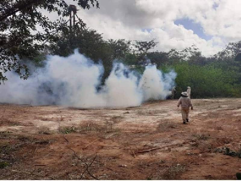 Reportan ataque de abejas en poblado de José María Morelos