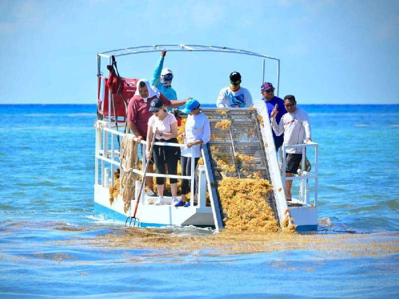Mantenimiento de sargaceras cuesta 550 mil pesos