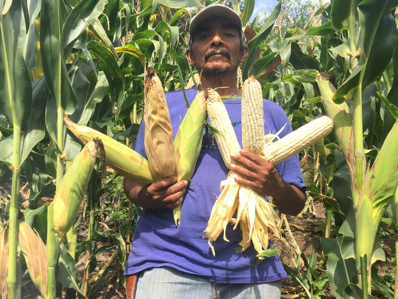 Dotarán de fertilizantes a los agricultores locales