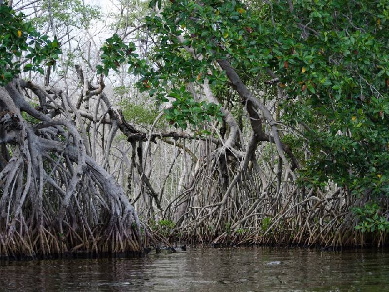 Manglares en peligro por aguas residuales