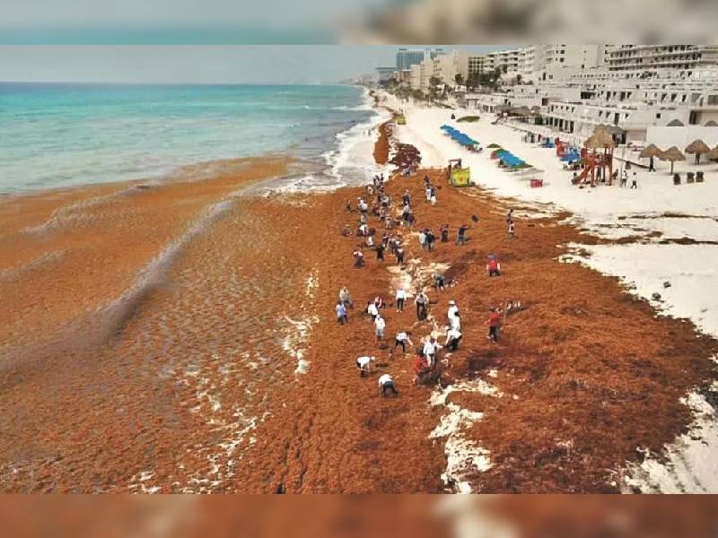 Acosa al caribe 17 mil toneladas de sargazo: Semar