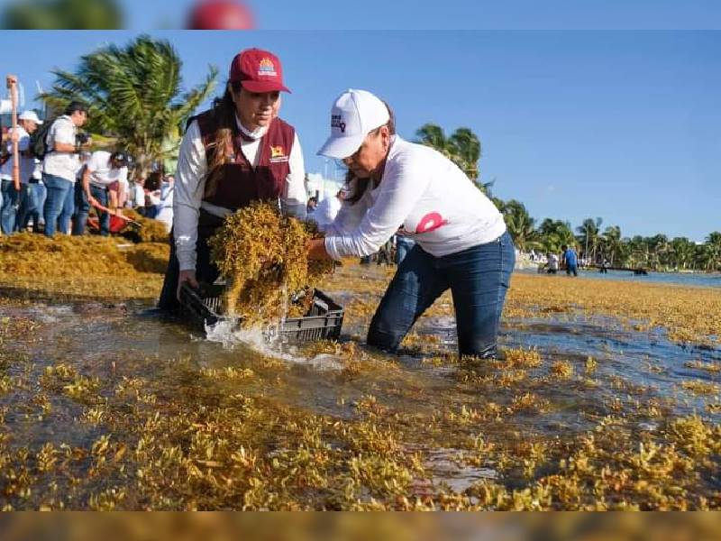 Mara Lezama arranca programa de atención al sargazo en Mahahual