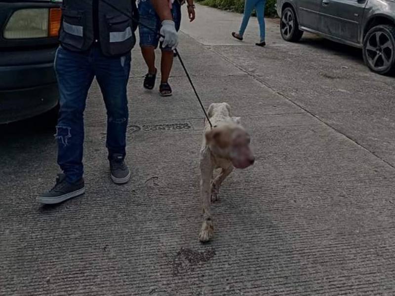 Rescatan en Cancún a Spike lomito en severas condiciones insalubres