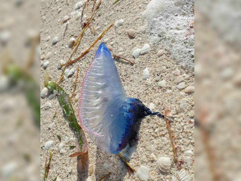 Alertan sobre arribazón de medusas a Holbox