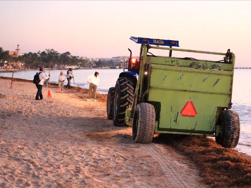 En lo que va del año ya se recolectaron más de 2,000 toneladas de sargazo en Solidaridad