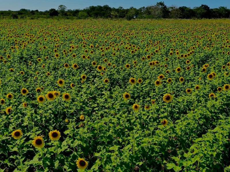 Florece campo de girasoles en comunidad menonita de Bacalar
