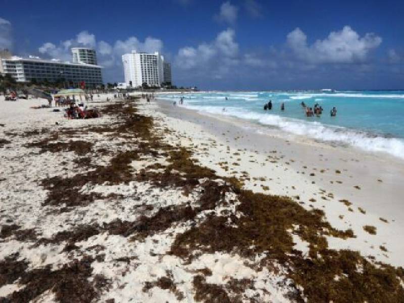 Presencia mínima del sargazo en las costas de Quintana Roo