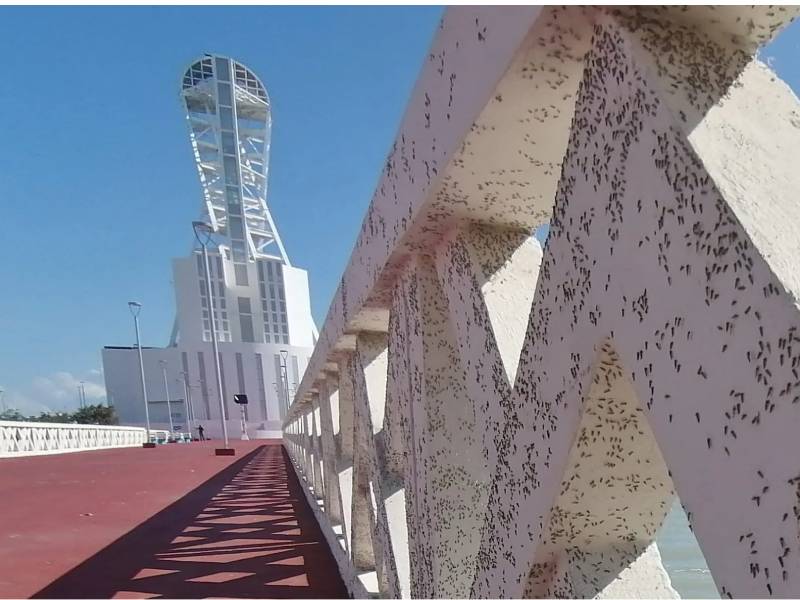 Se meten moscos bobos hasta en boca de chetumaleños y caldereños