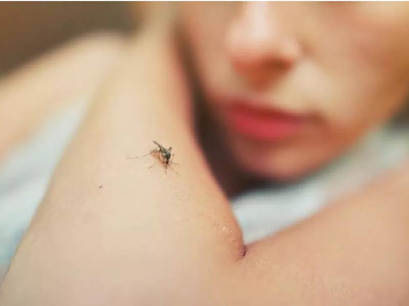 Aumentan casos de leishmaniasis