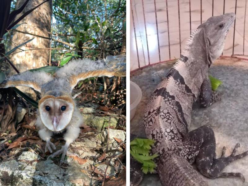 Rescatan y protegen en Cozumel a una iguana y dos aves