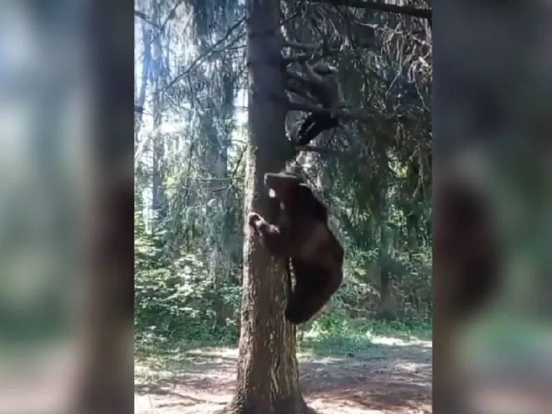 Video. Oso aterroriza a montañista y escala un árbol