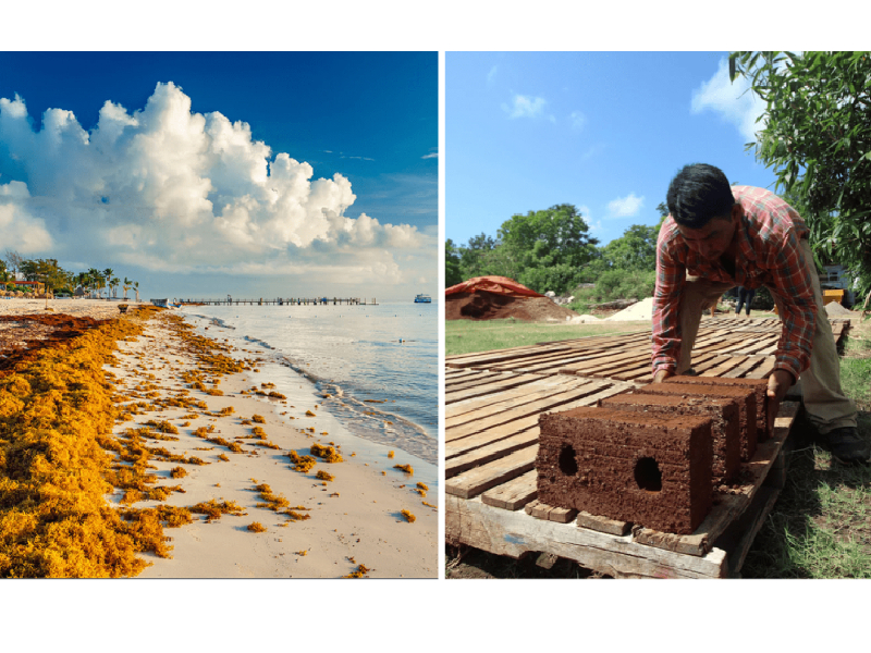Viajarán sargablocks a las islas del Caribe