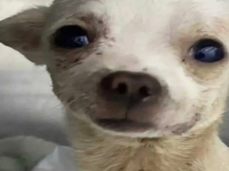 ¡Se fue! Muere Pinky, el perrito chihuahua que defendió su hogar de un ladrón
