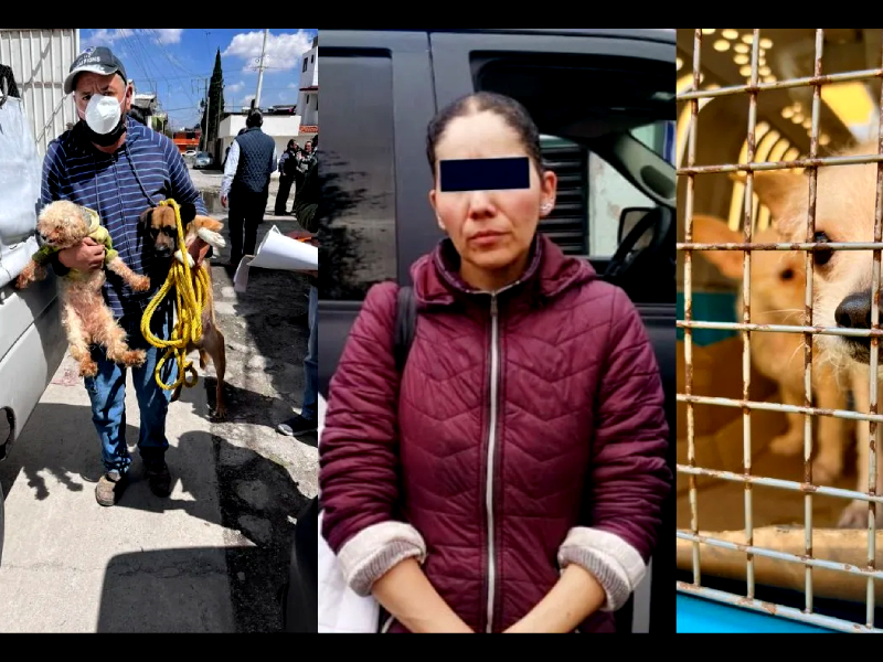 En Toluca rescatan a 39 animales hacinados; hay una mujer detenida