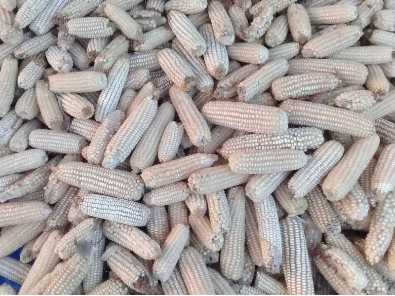 Campesinos de Lázaro Cárdenas dejan la agricultura por ser poco redituable