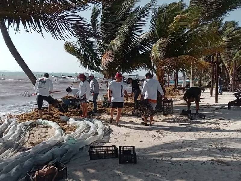 Inicia temporada de arribo masivo de alga