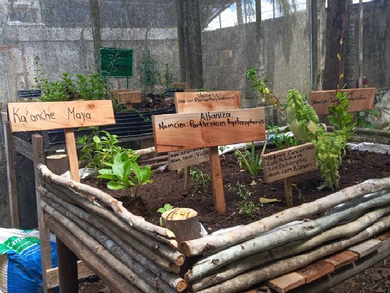 Alumnos de bachillerato cultivan y venden plantas medicinales