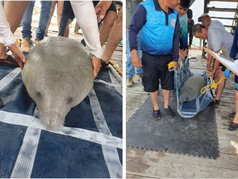 Especialistas atienden rehabilitación del manatí “Pompeyo”