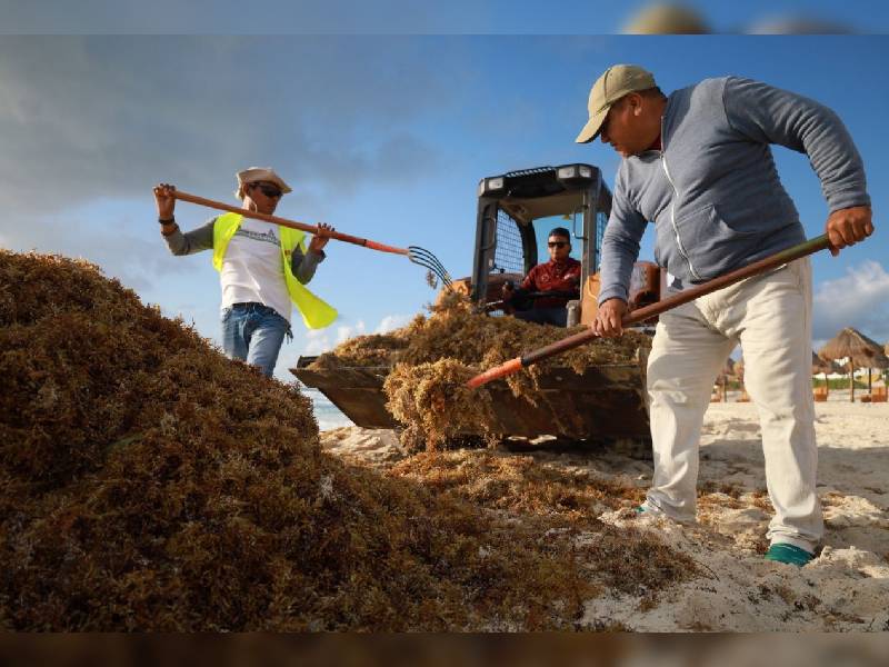 Mitigan llegada de sargazo a Cancún