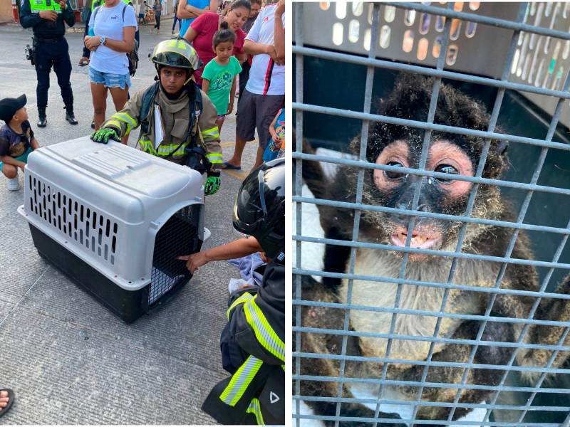 Un mono sufre quemaduras al causar un incendio por corto circuito