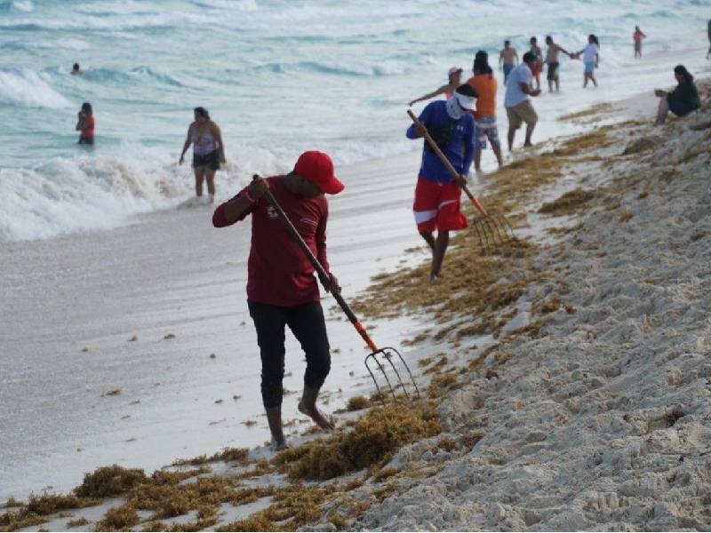Reportan playas limpias de sargazo