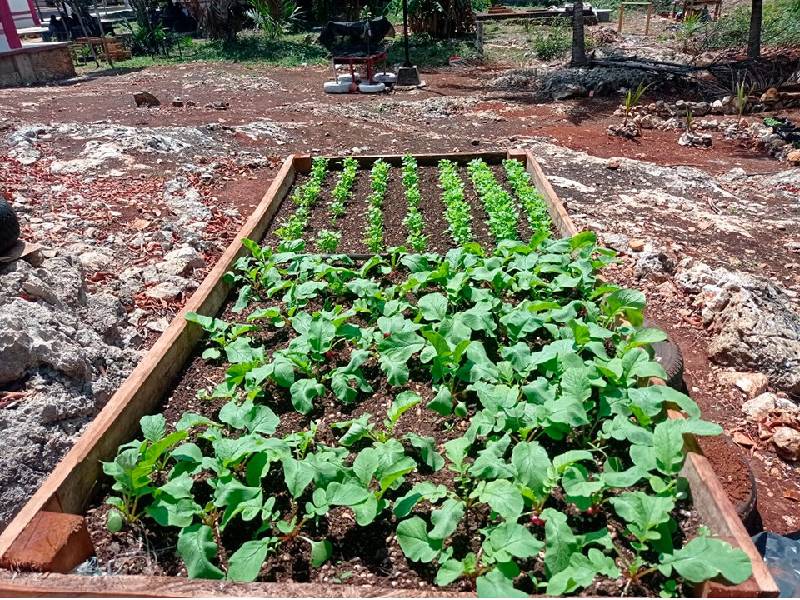 Inculcan a alumnos rescate de técnicas mayas de cultivo