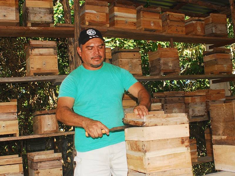 Cardenenses no valoran a las abejas meliponas