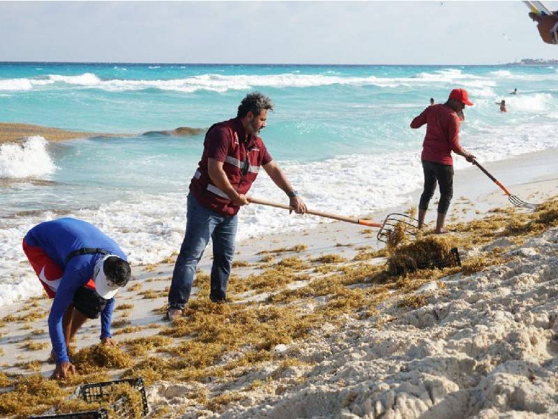 Mitigan llegada de sargazo a Cancún