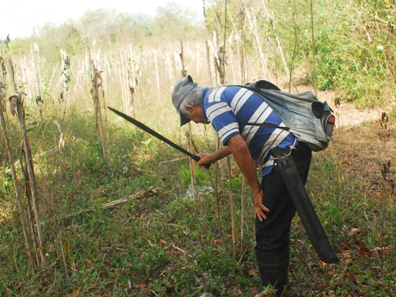 Campesinos evitan usar machetes en Viernes Santo por respeto