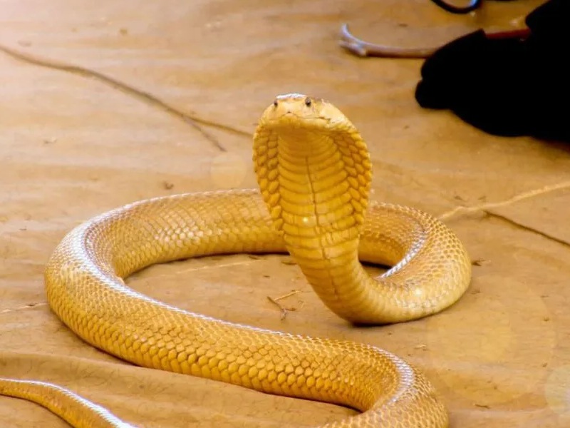 Efectúan un aterrizaje de emergencia tras hallar una cobra en cabina del piloto